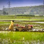 Good Rains, Great Gains: Agri, FMCG, and Rural Finance Sectors Poised for Growth This Monsoon Season